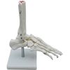 Mono Life Foot Bone Model Foot Joint Model Ankle Right Leg Specimen Ankle Fixed Type