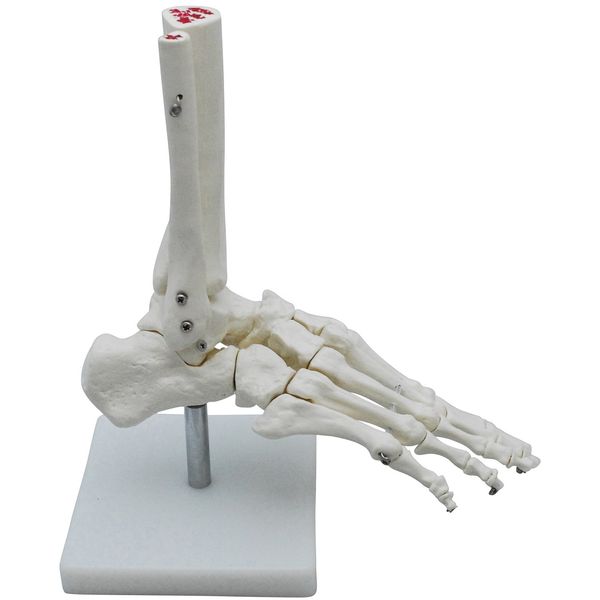Mono Life Foot Bone Model Foot Joint Model Ankle Right Leg Specimen Ankle Fixed Type