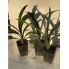 Orange Clivia 3 Pack Lily Houseplant