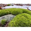 Live Broom Fork Moss