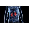 super kidney cleanse - KIDNEY SUPPORT - kidney stone - 2 Bottles