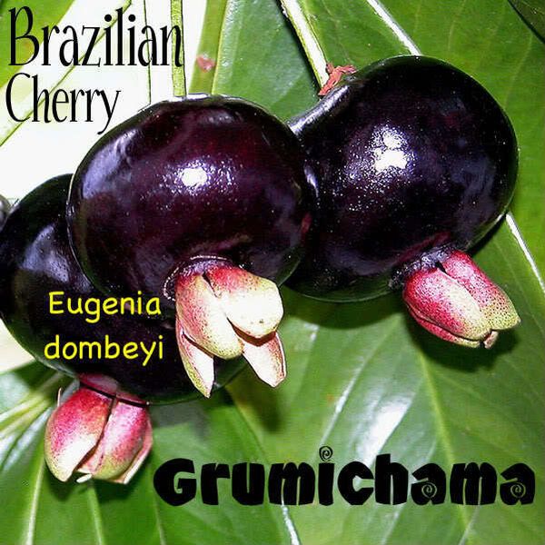 ~GRUMICHAMA~ Eugenia braziliensis FRUIT TREE Brazilian Cherry sml starter Plant