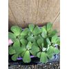 (10) Water Lettuce Koi Pond Floating Plants Algae LARGE Jumbo 6” 🌸SPRING 2025🌸