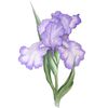 CafePress The Purple Iris Rectangle Bumper Sticker Car Decal
