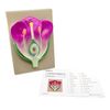EISCO Typical Flower Model, Three Dimensional, Vertical Section with Hand Painted Details - Mounted on Base, 14" x 9"