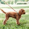 Ferplast Dog Collar ERGOCOMFORT, Collar for Small Size Dogs, Closure with Microadjustment, Soft Padding, Quick Release, Red
