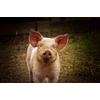Piglet Photograph, Pig Print, Farm Animals