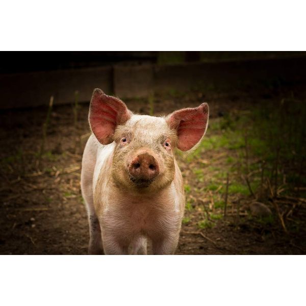Piglet Photograph, Pig Print, Farm Animals