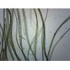 EISCO - Linen, Wholemount - Prepared Microscope Slide - 75 x 25mm - Biology & Microscopy