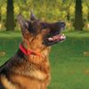 Ultrahund True Fit Collar, 3/4 x 16, Red