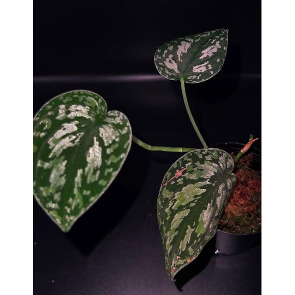 Skin Dapsus, tricolor mutasi