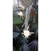Epiphyllum Hookerii cuttings.