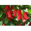adaptogenic supplement - Advanced Adaptogen Complex - schisandra berry fruit 1B