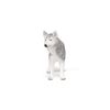 PAPO Siberian Husky