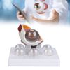 Human Eye Anatomical Model, Multi Parts Educational Tool with ABS, for Science Education, Student Learning, Display