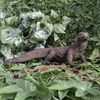 Vivid Arts - Komodo Dragon - PP-KOMO-F