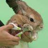 Mini Animan Bunny Curve Plipper