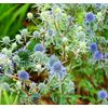 Blue Thistle - Eryngium Planum - 200 Seeds