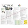 Horse Acupuncture Chart Set 8.5" X 11" Equine Acupressure Points Reference