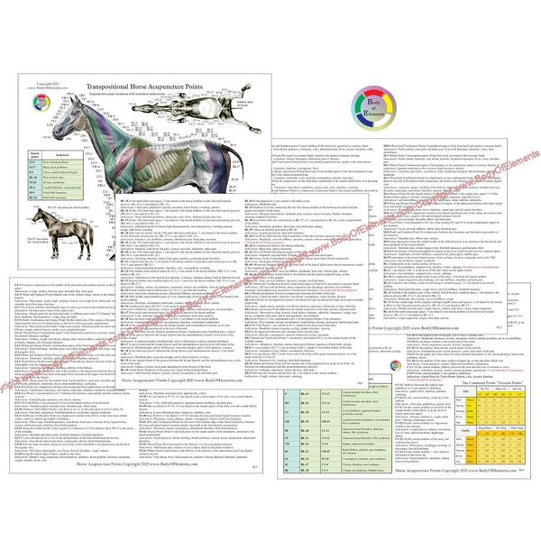 Horse Acupuncture Chart Set 8.5" X 11" Equine Acupressure Points Reference