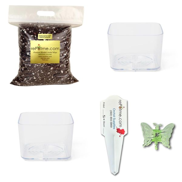 Cactus & Succulent Starter Kit
