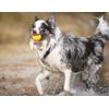 GarPet Floating Dog Ball 9.5 cm