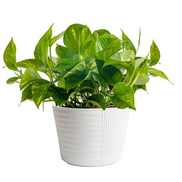 Costa Farms Golden Pothos Live Plant, Easy Care Indoor House Plant in Modern Decor Planter Pot, Potting Soil, Natural Air Purifier Houseplant, Housewarming Gift, Home Decor, Room Decor, 10-Inches Tall