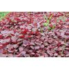 2000+PCS RED SPINACH/ RED AMARANTH SEEDS/ RAU DỀN ĐỎ | 90% GERMINATION |