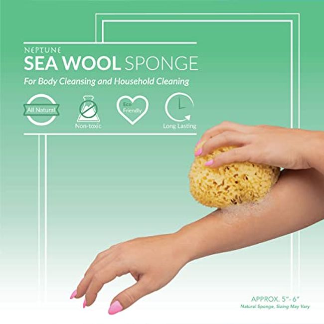 5 inch natural sponge