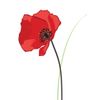 Piccadilly Greetings Mini Blank Card Blank - 80 x 110 mm
