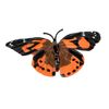 Life Cycle Stages Butterfly