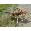 Dog Harness Lightweight Tactical Working Dog Training Molle Vest Pull Free