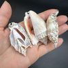 PEPPERLONELY 20 PC Center Cut Assorted Mixed Medium Sea Shells, 1-1/2 Inch ~ 2-1/2 Inch