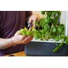 Click and Grow Smart Garden Basil Plant Pods, 3-pack