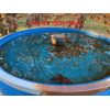 DEER FEEDER BREATHER KIT