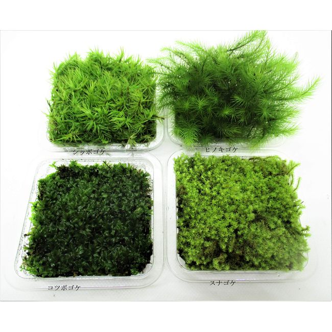 Shoubien Moss Terrarium, Set of 4 Types of Moss that You Can Choose Your Favorite (4 Types Set F: Shippogomoss, Hinokigokome, Sunagokake)