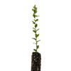 Cork Oak | Medium Tree Seedling | The Jonsteen Company