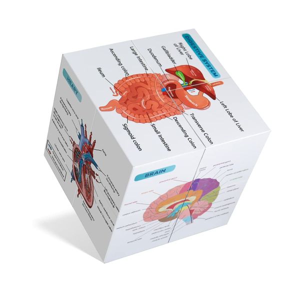 kaitnax Human Anatomical Poster Set Anatomy Study Cube Medical Student Learning Tool Anatomy Chart Set, 9 Parts Anatomy Heart, Muscular, Skeletal, Digestive, Circulatory etc. Gift Package 3.9"X3.9"