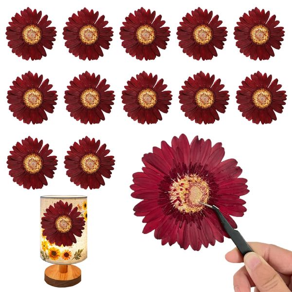 ALJ Dark Red Pressed Dried Sunflowers for Resin Embellishment, Large Size Real African Daisy, Gerbera Jamesonii for DIY Crafts Jewellery Candle Making Phone Case Home Wedding Decor (3.14-3.54IN)