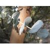 Eucalyptus perriniana SPINNING GUM - COLD HARDY! SEEDS!