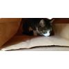 Catnip Attack Bags by Cat FurNature