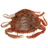Berkley Gulp! Peeler Crab New Penny, 2"