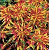 50+ Amaranthus Splendens Perfecta seeds