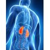 kidney detox - PREMIUM KIDNEY SUPPORT 700mg 3B - antioxidant complex