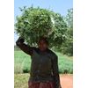 Indication (India) Farm 100% Organic Indigo Powder 200g (100g x 2pcs) Packaging has changed since February 2023. It may arrive in old packages, but the contents will not change itself