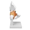 Human Hip Joint Model, Ligament Bone Anatomical Model Professional Hip Bone Model Human Hip Joint Model Hip Joint Teaching Skeleton Bone Model
