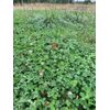 Multi-Year White Clover Seeding mix for High Traffic & Drought Tolerance 1/2 ac