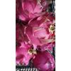 White Dragon Fruit Cutting 8-12" 1 cutting