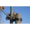100 x 24"/60cm TREE TIES - STRONG & FLEXIBLE - FREE P&P