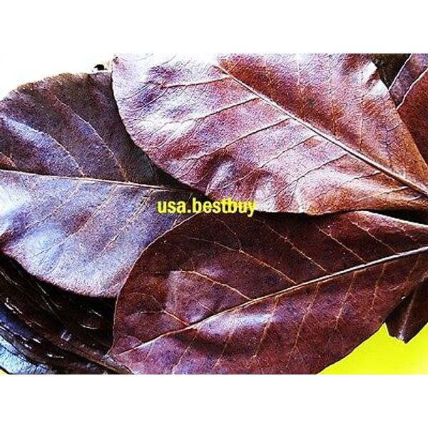 Aquarium Water Treatment Fish Tank 30x5-6 Catappa Ketapang Indian Almond Leaf